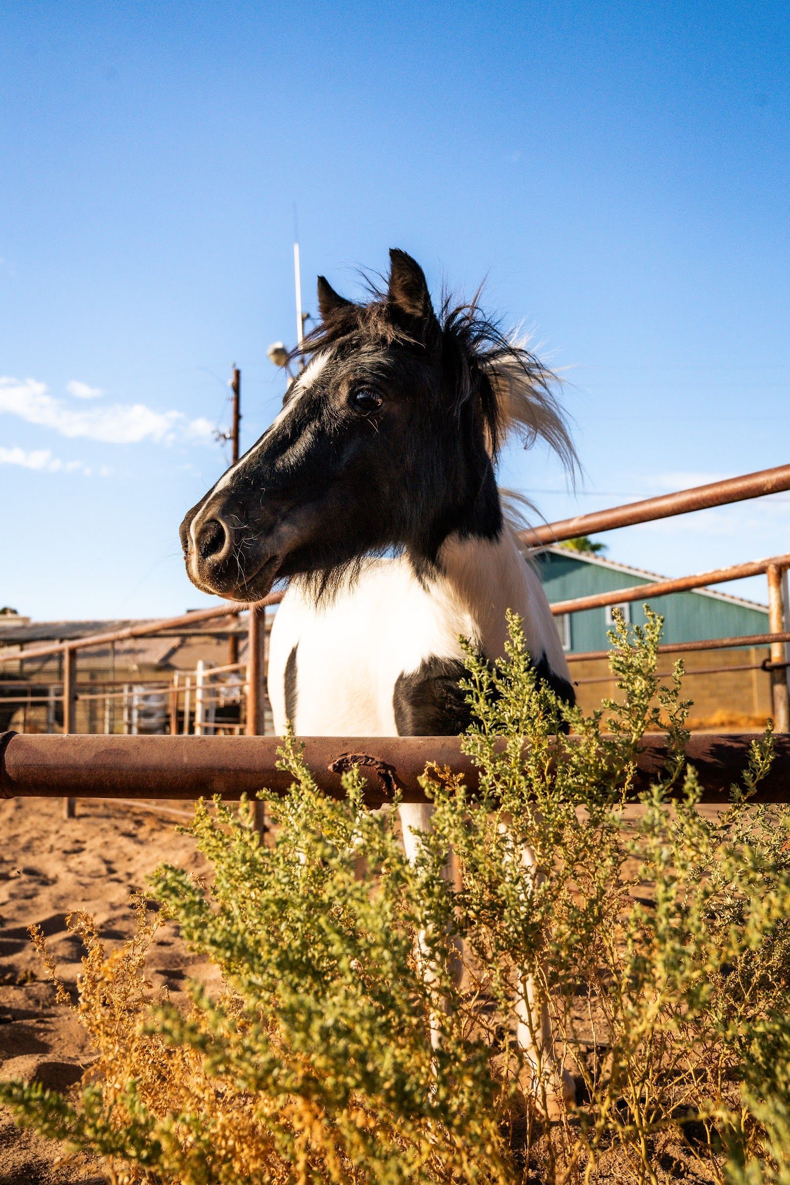 Aribella, therapy horse at The Psychology Lab