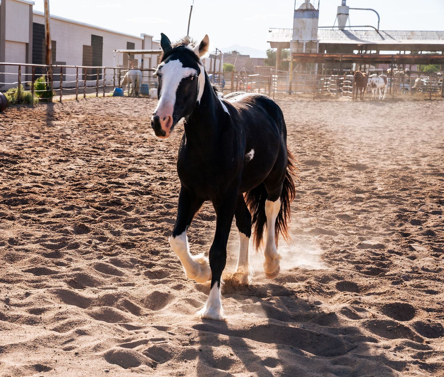 Bodhi Atlas, therapy horse at The Psychology Lab