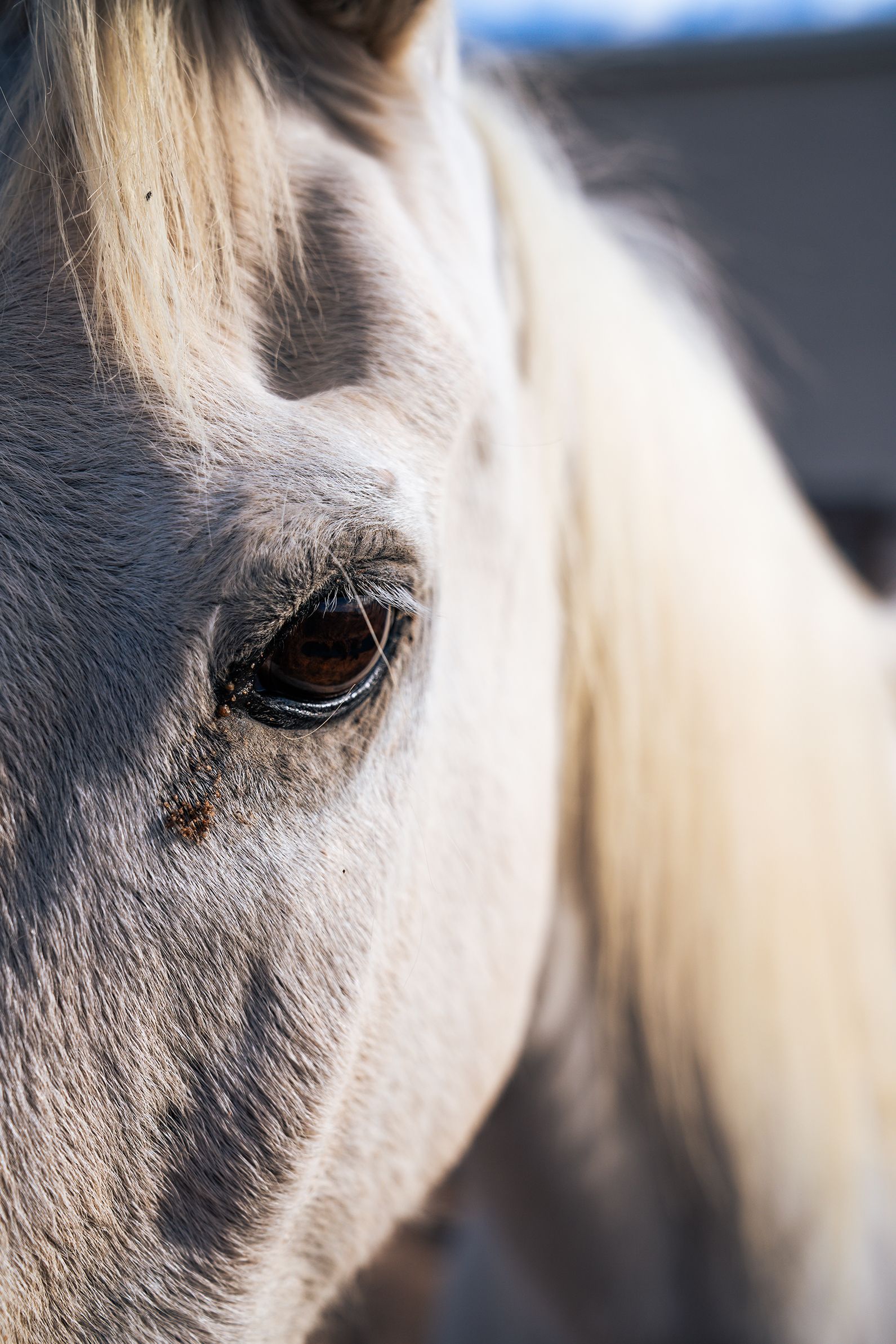 Casper, therapy horse at The Psychology Lab