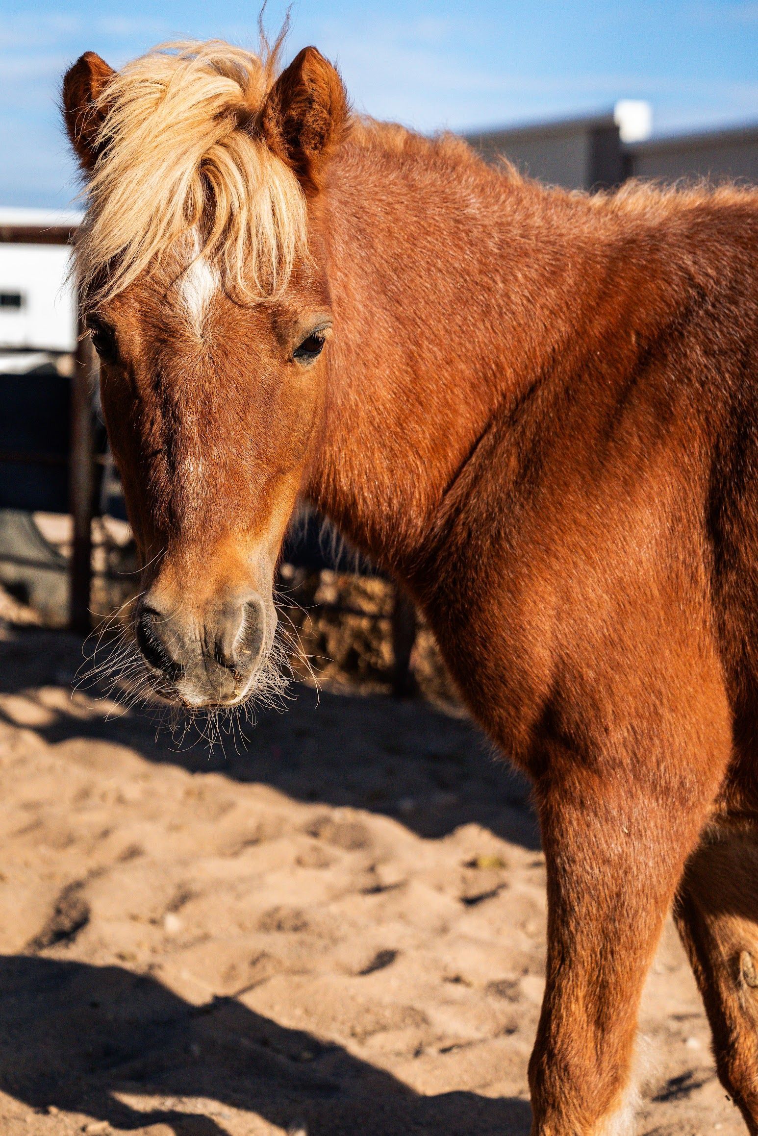 Hazel, therapy horse at The Psychology Lab