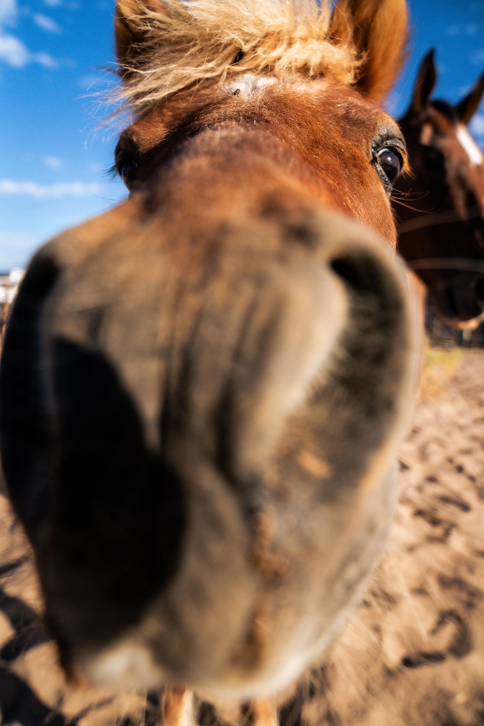 Hazel, therapy horse at The Psychology Lab